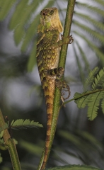 Gonocephalus kuhlii