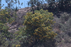 Magnoliopsida
