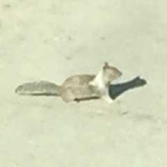 Otospermophilus beecheyi