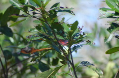 Gordonia lasianthus