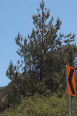 Cronartium conigenum