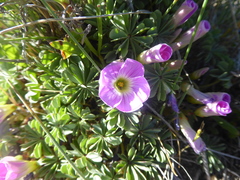 Oxalis adenophylla