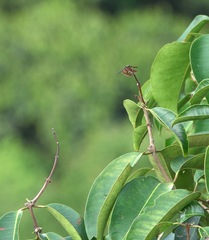 Rhyothemis obsolescens