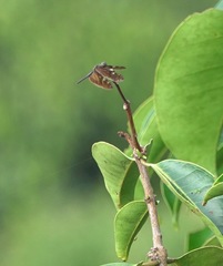 Rhyothemis obsolescens