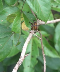 Rhyothemis obsolescens