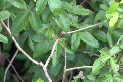 Rhyothemis obsolescens