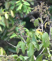 Rhyothemis obsolescens