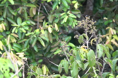 Rhyothemis obsolescens