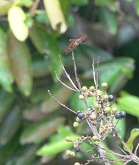 Rhyothemis obsolescens