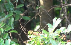 Rhyothemis obsolescens