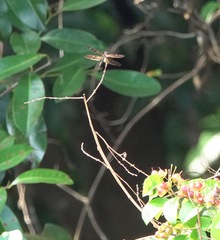 Rhyothemis obsolescens