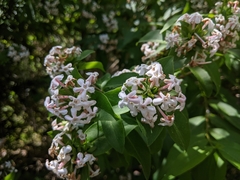 Zabelia mosanensis