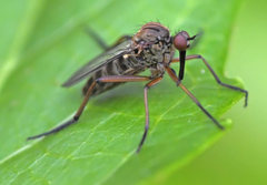Empis livida
