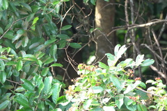 Rhyothemis obsolescens