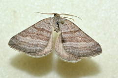 Scotopteryx coarctaria