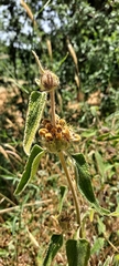 Phlomis viscosa