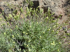 Senecio subumbellatus