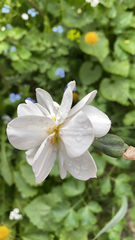 Aquilegia coerulea