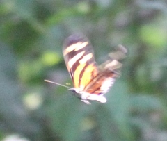 Eueides isabella eva