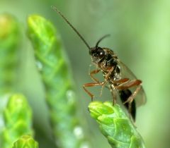 Fustiserphus intrudens
