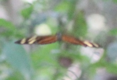 Eueides isabella eva