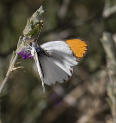 Colotis evenina