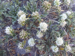 Gamocarpha selliana