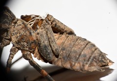 Neurocordulia yamaskanensis