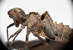 Neurocordulia yamaskanensis