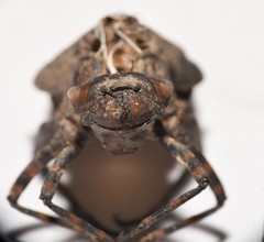 Neurocordulia yamaskanensis