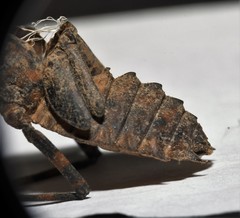 Neurocordulia yamaskanensis