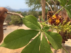 Godmania aesculifolia