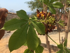 Godmania aesculifolia