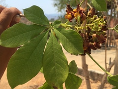 Godmania aesculifolia