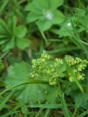 Alchemilla fissa