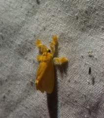 Dalceridae
