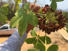 Godmania aesculifolia