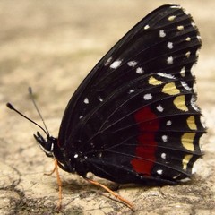 Chlosyne janais marianna