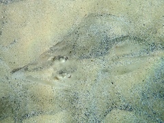 Aptychotrema rostrata