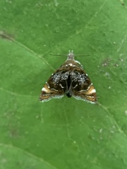 Prochoreutis
