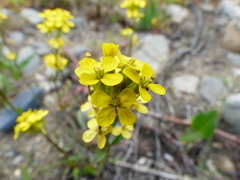 Erysimum coarctatum
