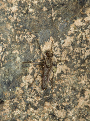Lasiopogon