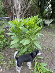 Phytolacca americana