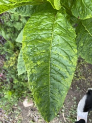Phytolacca americana