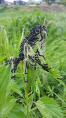 Aglais urticae