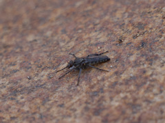Lasiopogon