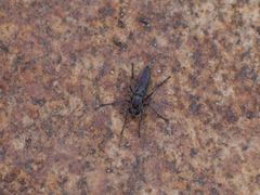 Lasiopogon