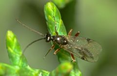 Fustiserphus intrudens