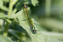 Calopteryx splendens