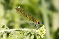 Calopteryx splendens